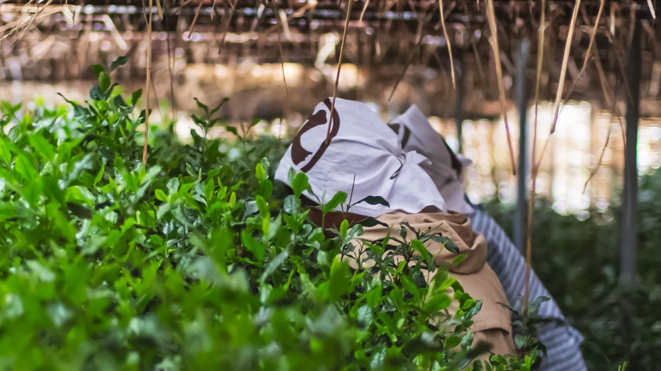 Tea picker harvesting shaded tencha by hand in Uji — UNEARTHED Gallery München