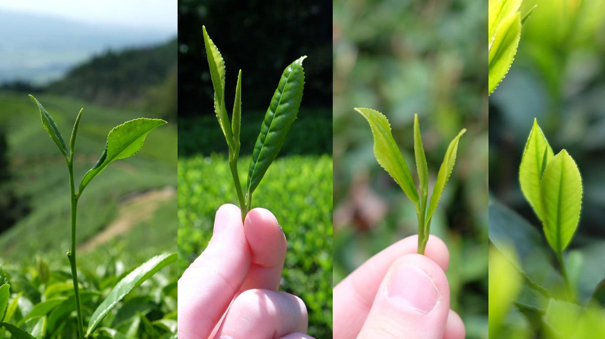 Matcha cultivars — four different fresh tea shoots side by side — UNEARTHED Gallery München