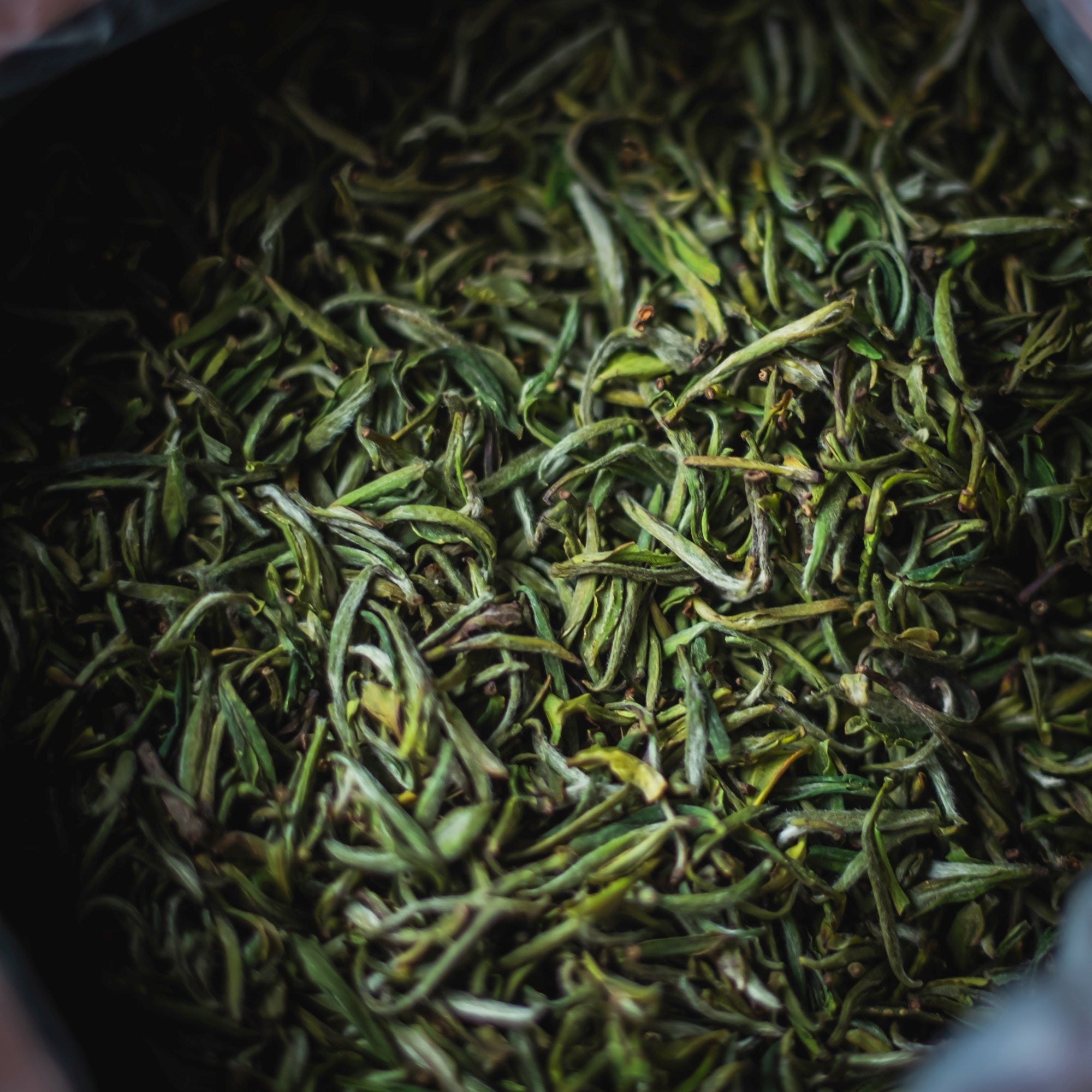 Tang Kou Mao Feng 2026 – Green Tea (view 2)