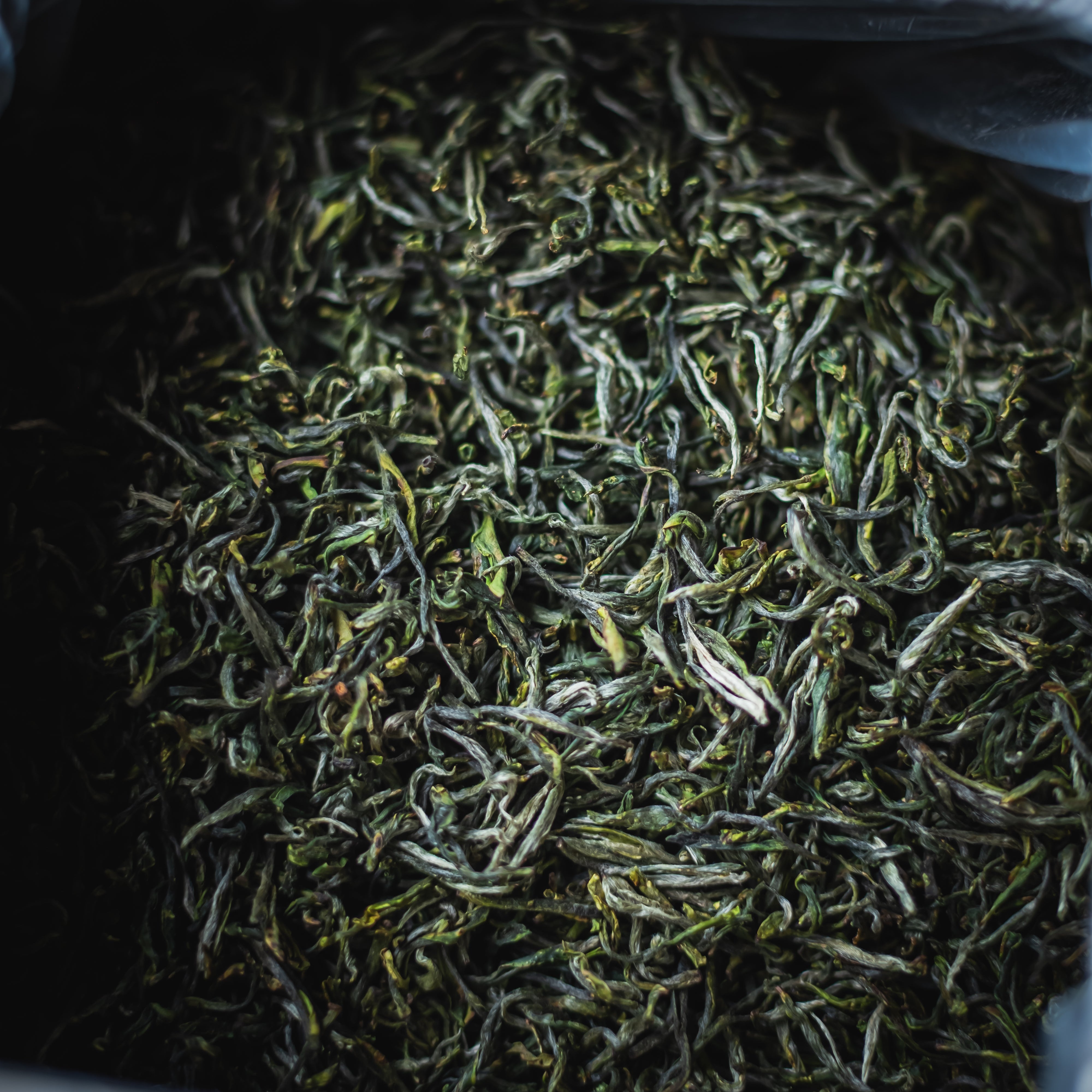 Qimen Hand-fired Mao Feng 2026 – Green Tea (view 2)