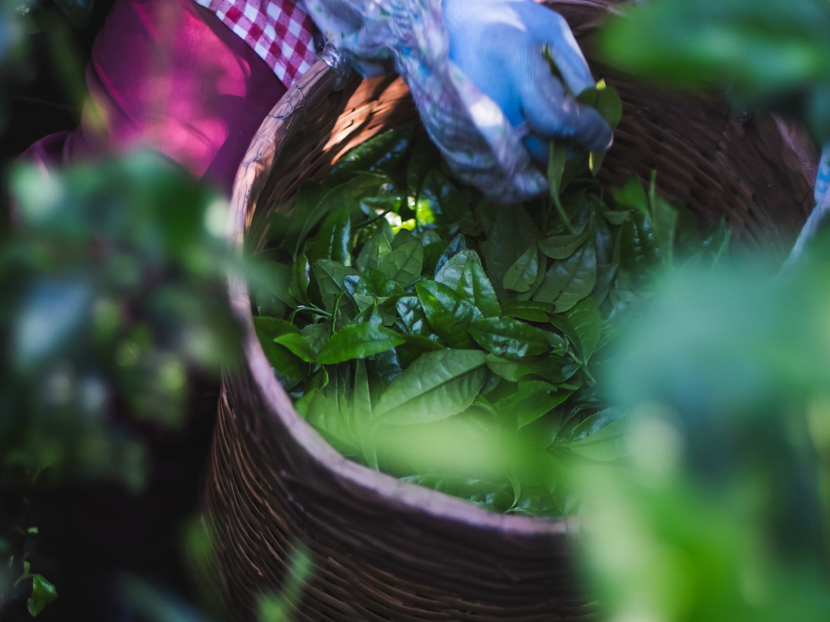 Fresh tea leaves, picked by hand into a basket