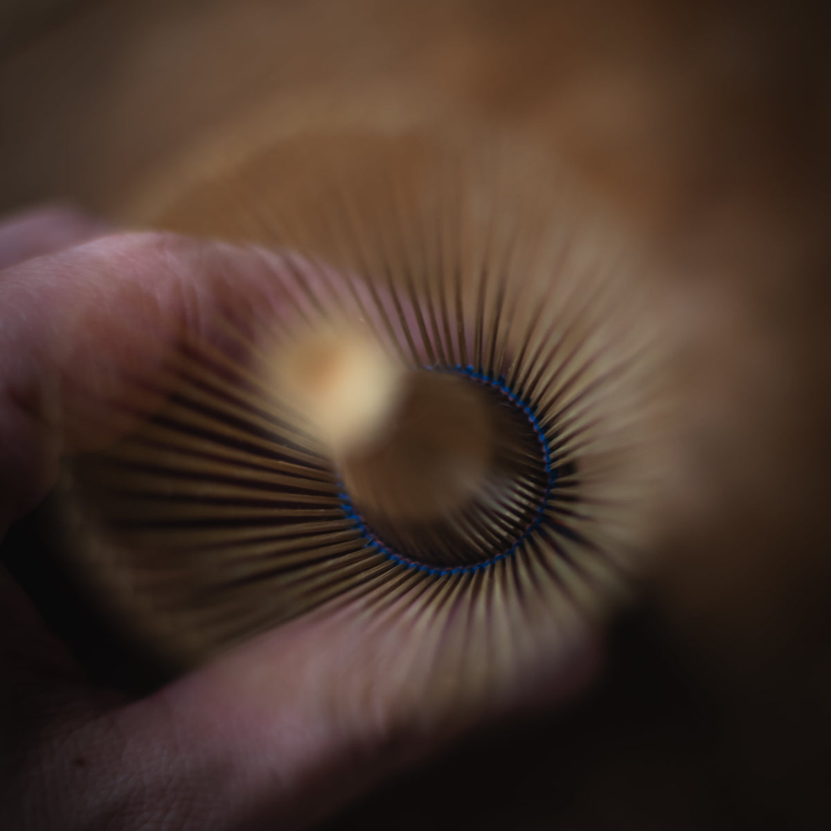 A close-up, shallow depth-of-field shot of a hand holding a wooden whisk, showing the bristles fanned out against a dark brown background.