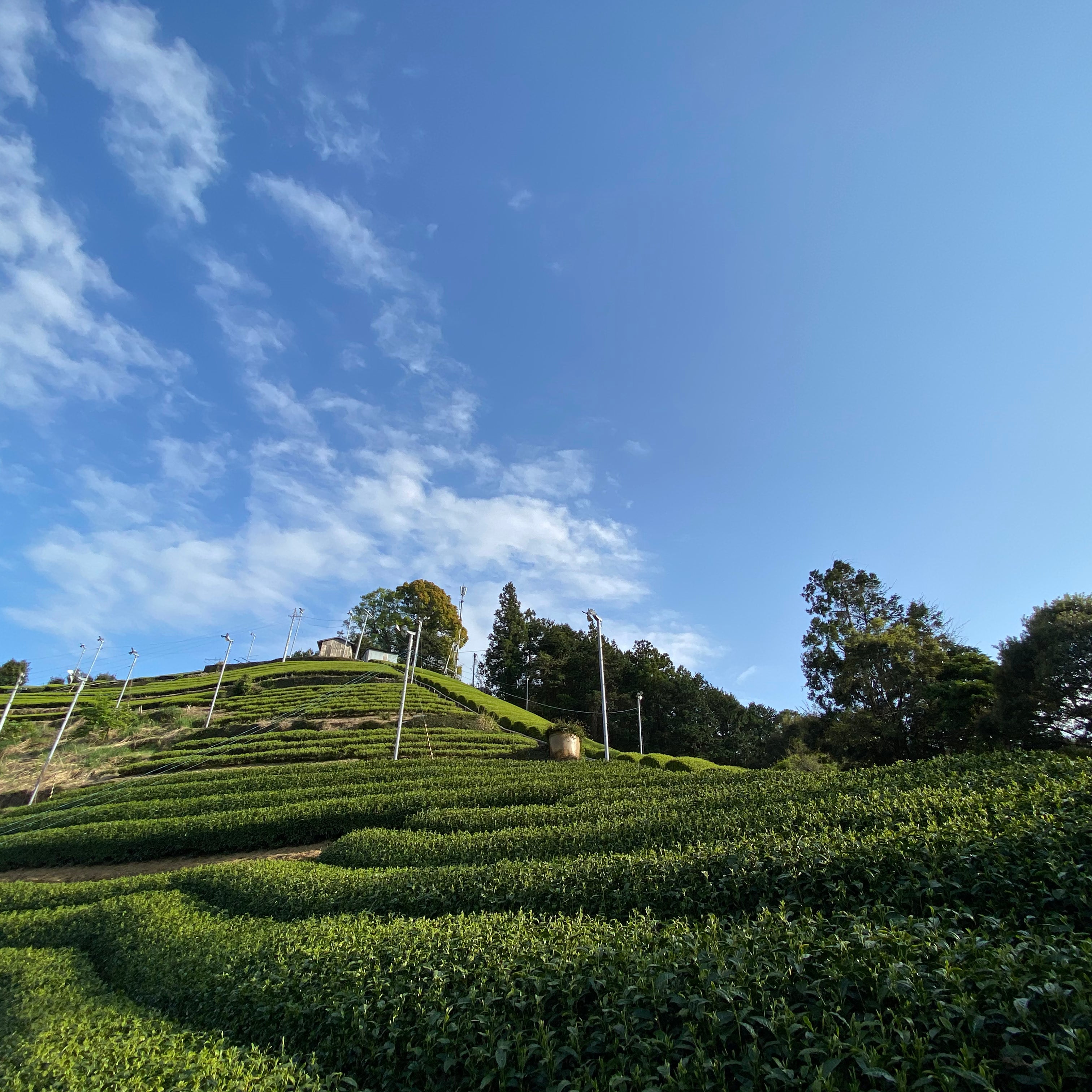 Hillside with tea plantations under a clear blue sky