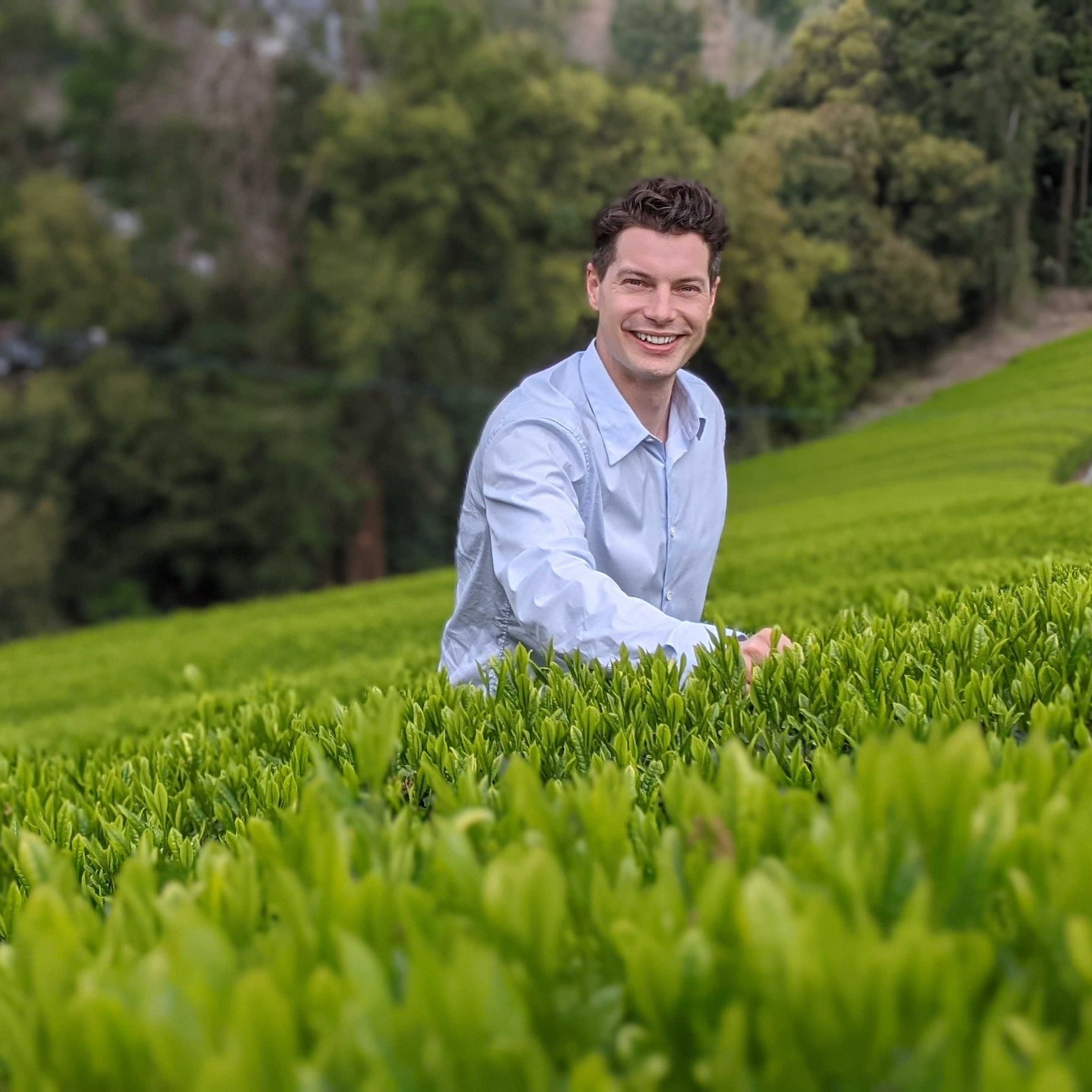 Oscar sitting among green tea plants in a field with trees in the background
