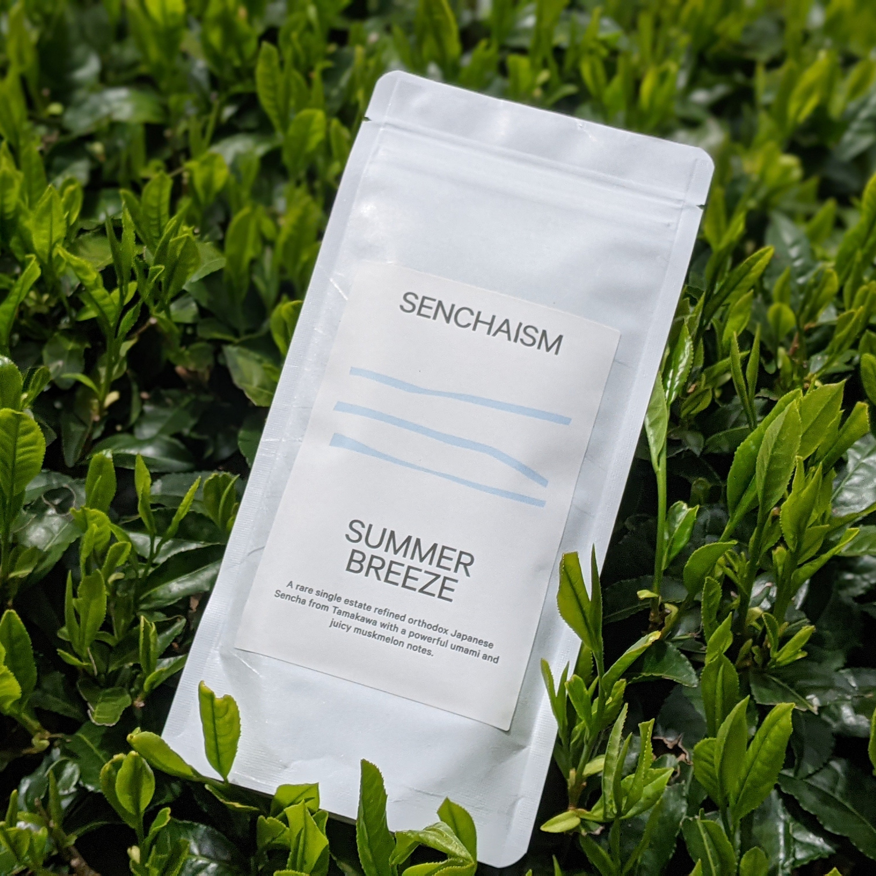 Senchaism Summer Breeze tea package on a green leaf background