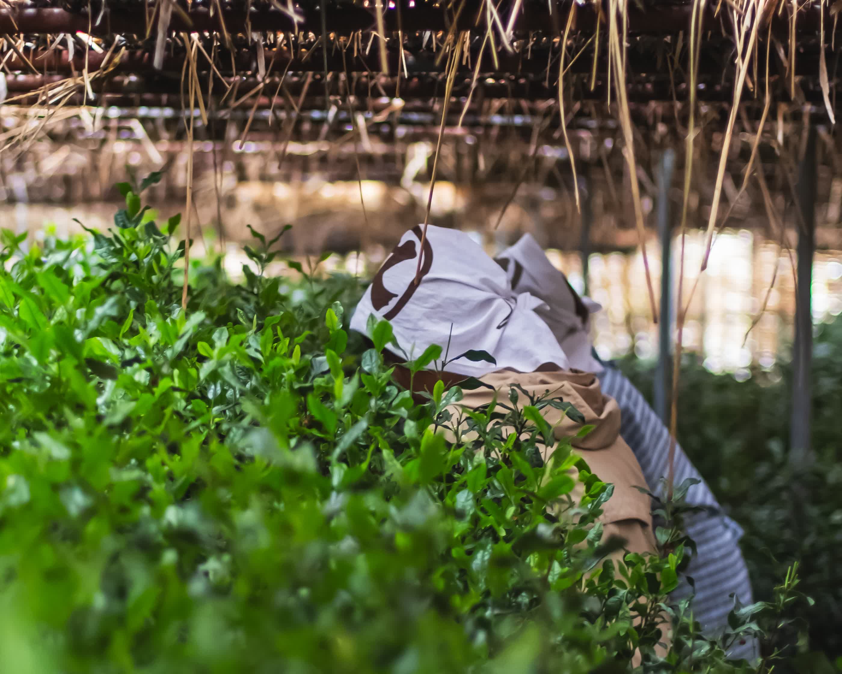 Tea picker harvesting shaded tencha by hand in Uji — UNEARTHED Gallery München