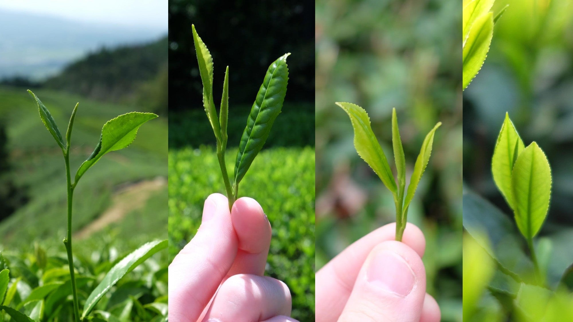 Matcha cultivars — four different fresh tea shoots side by side — UNEARTHED Gallery München
