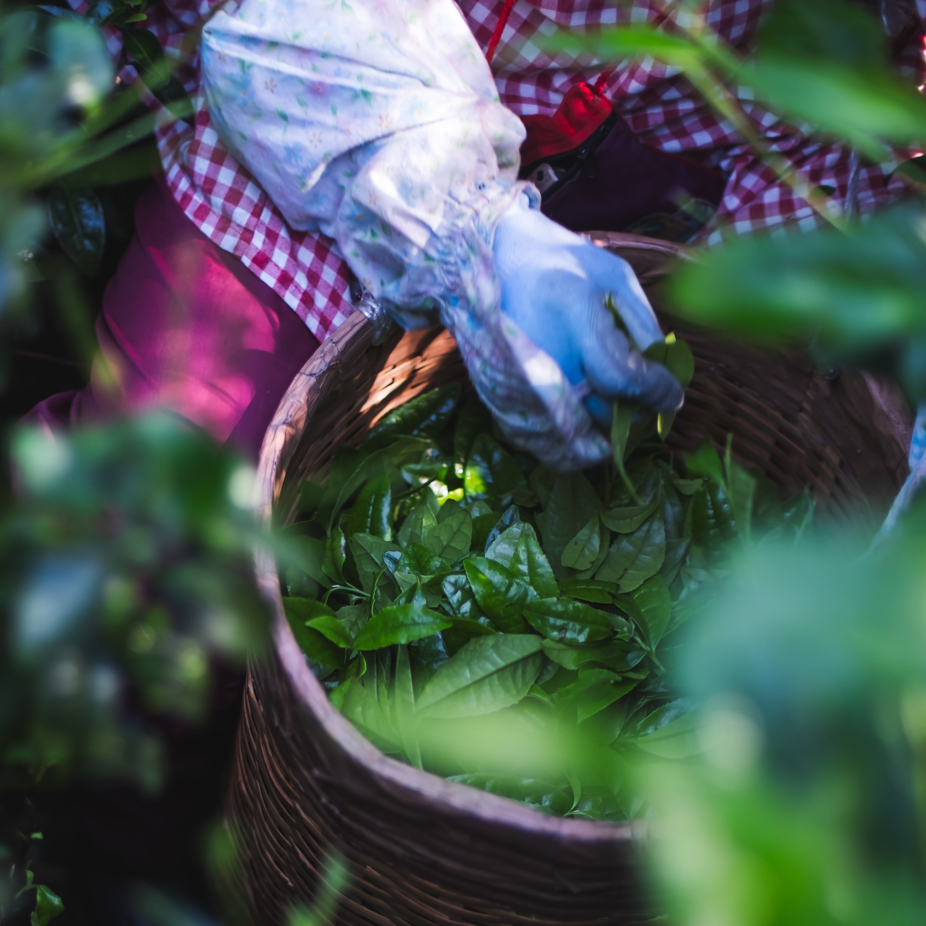 Tastings + Workshops
