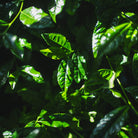 Mikawa Blend (Ansicht 3)