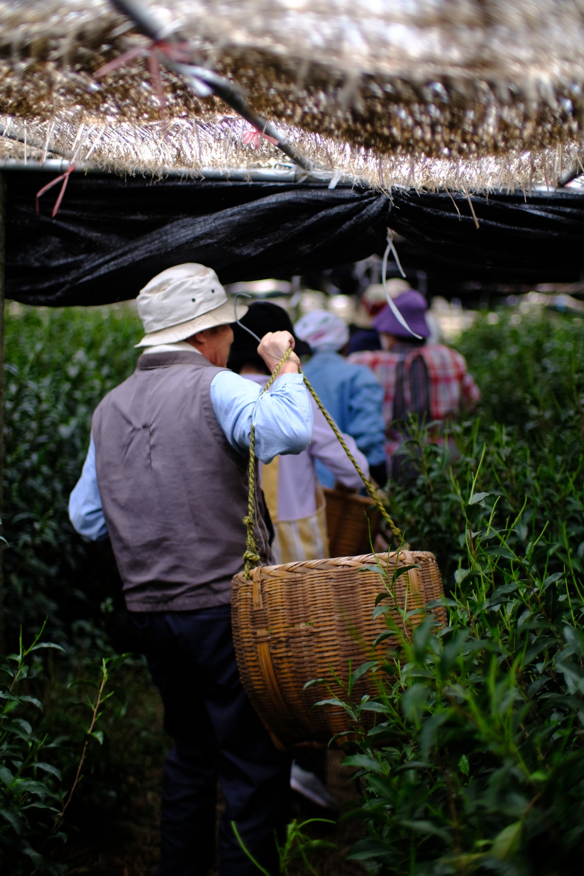Yame Hon Gyokuro Tasting