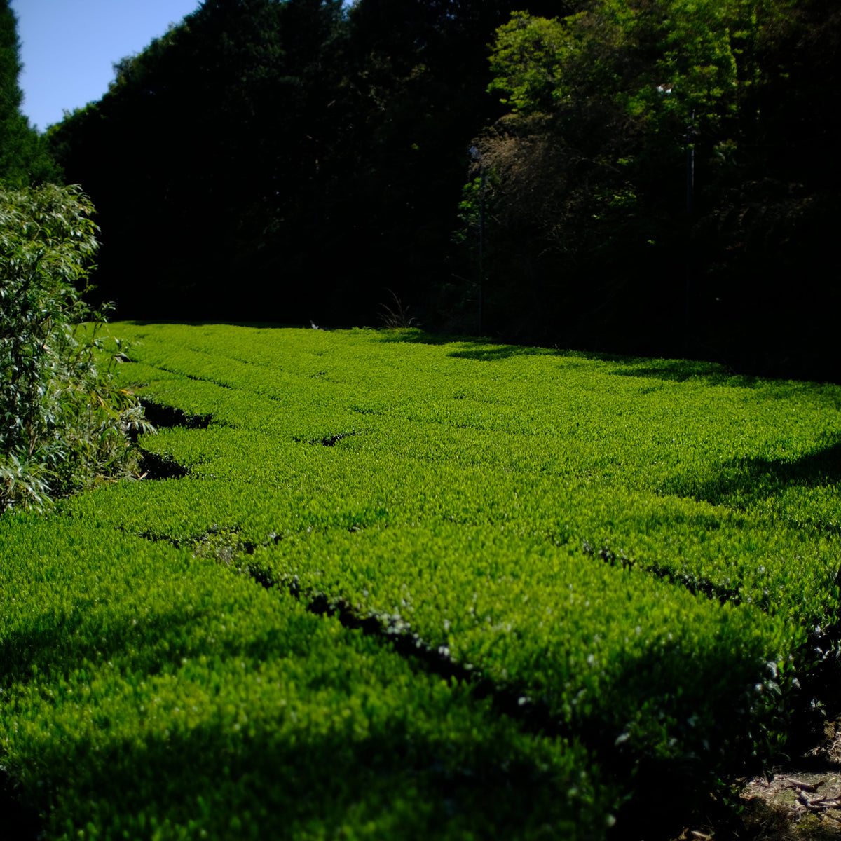 Shizuoka Shincha Verkostung 2025