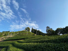 Hillside with tea plantations under a clear blue sky
