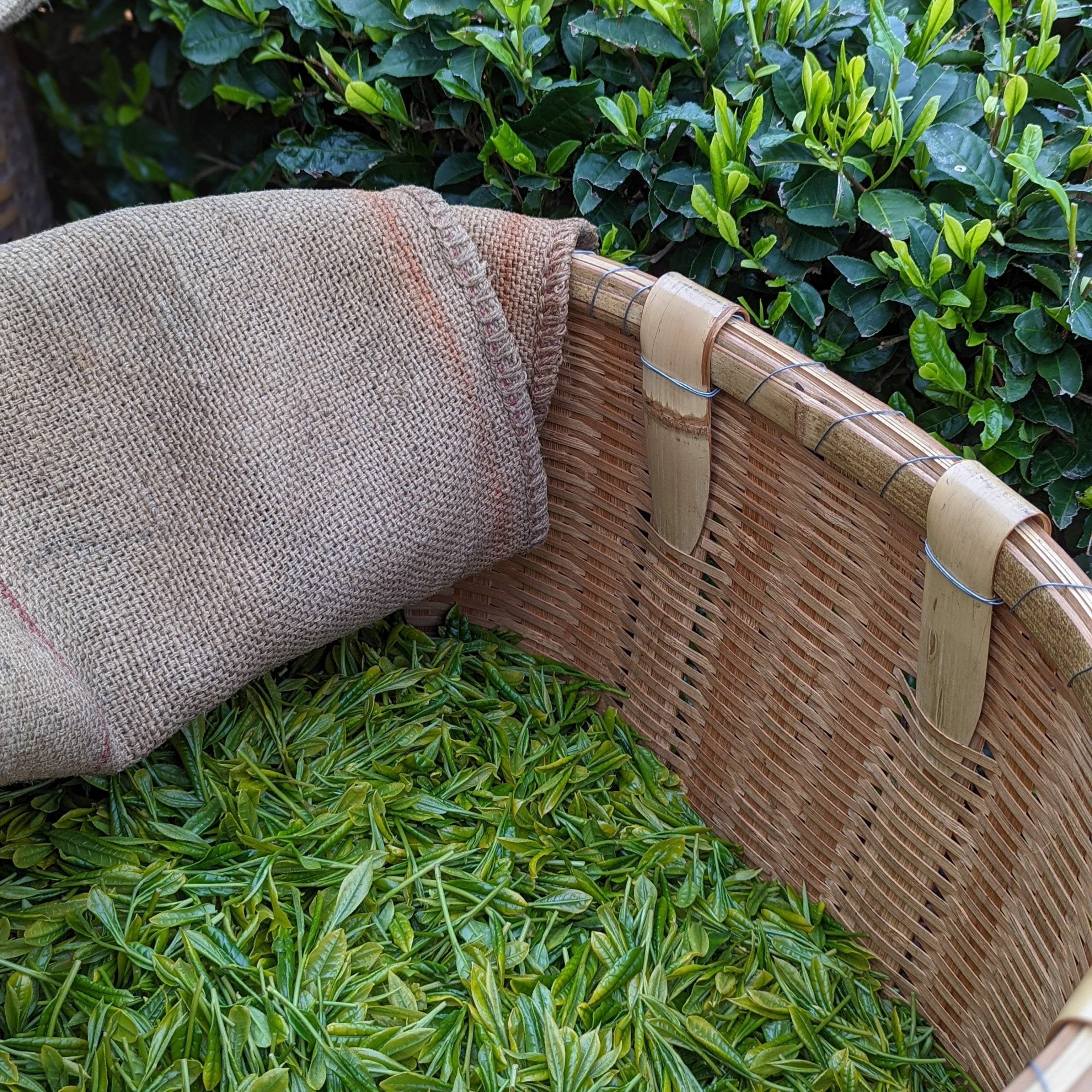 THE FIRST Kondōwase Sencha – UNEARTHED gallery