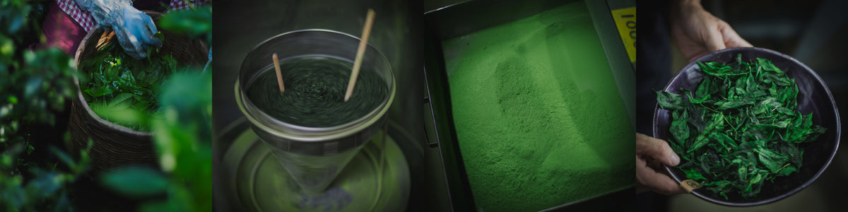 Hand-picking, shaded tea garden, tencha and stone mills at our matcha farm in Toyota, Aichi
