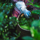 Asahi Matcha, hand-picking tea leaves into a basket at the farm in Toyota, Aichi