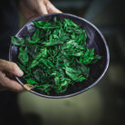 Chiyomukashi Matcha, a bowl of fresh tencha leaves at the farm in Toyota, Aichi