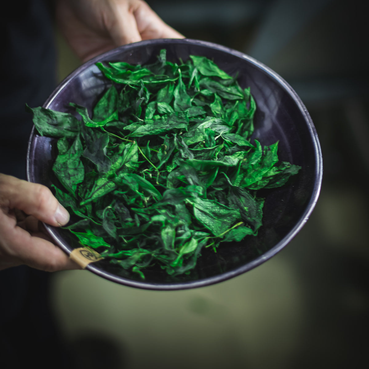 Chiyomukashi Matcha, a bowl of fresh tencha leaves at the farm in Toyota, Aichi