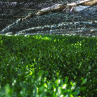 Choan Matcha, tea bushes under the tana shading at the farm in Toyota, Aichi