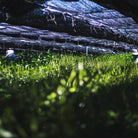 Choan Matcha, the tea field under the tana shading at the farm